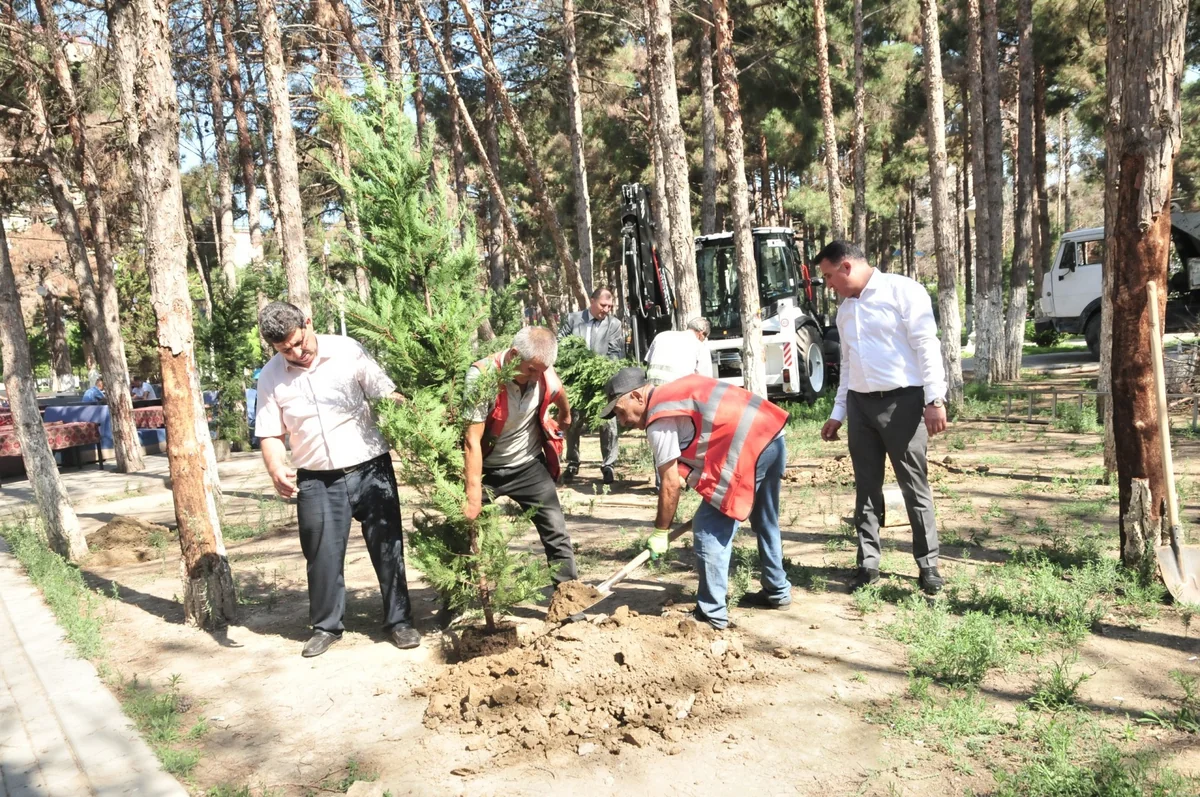 Xırdalanda quruyan ağacların yerinə yeniləri əkilib