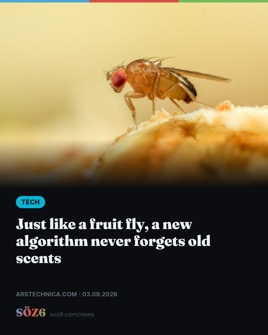 Just like a fruit fly, a new algorithm never forgets old scents
