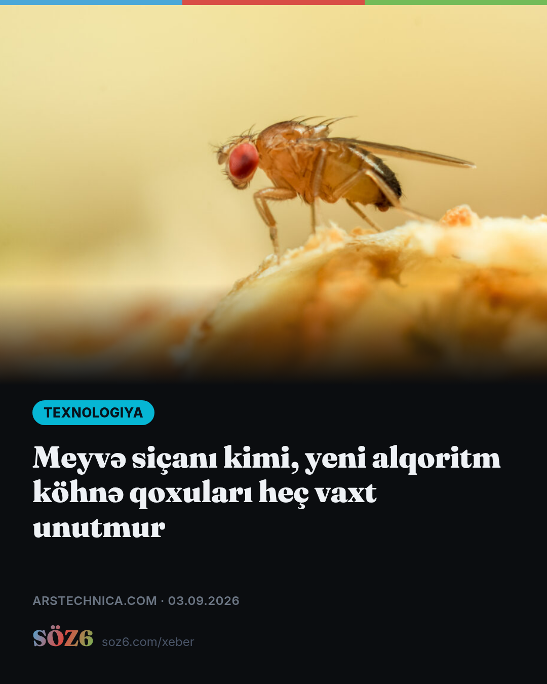 Meyvə siçanı kimi, yeni alqoritm köhnə qoxuları heç vaxt unutmur