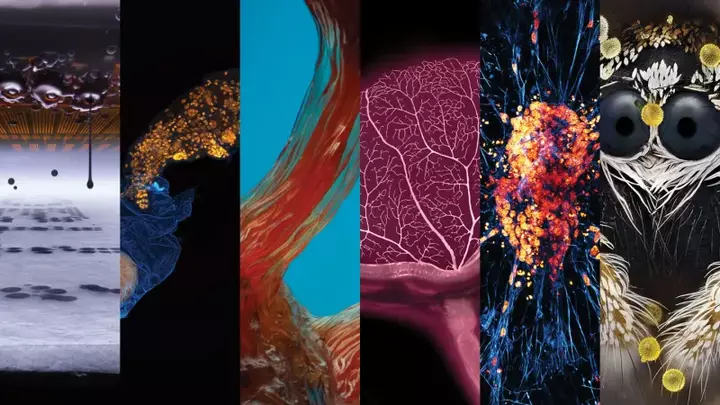 Peek into hidden worlds revealed by the 2026 Nikon Small World contest