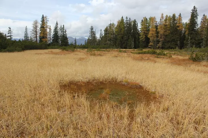 Satellite model finds Alpine peatlands may be smaller than official maps show