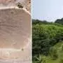 Ascension Island: How a planting project created a lush cloud forest