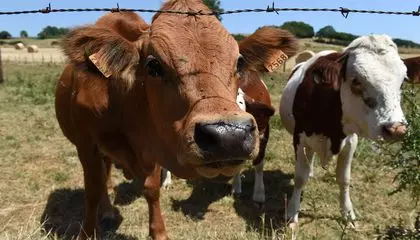 Shamonda Virus Infected and Killed a Person for the First Time. Here's What to Know About the Pathogen Usually Found in Livestock