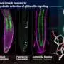 Controlling where gibberellin acts reveals how the plant hormone coordinates root growth