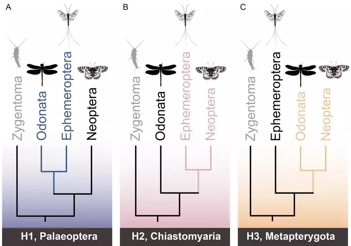 Winged insect evolution: New evidence sheds light on century-old debate