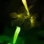 Glowing plants reveal immune responses around infection sites via two colors