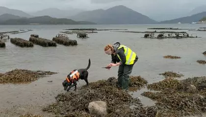 This Dog Learned to Sniff Out a Slimy Marine Invader Called 'Sea Vomit'—a Skill That Earned Her the Animal of the Year Award