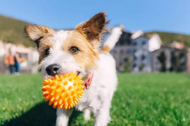 Dogs are susceptible to the bouba-kiki effect