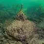 Scientists alarmed as super El Niño collides with 'strange uptick' in Galapagos iguana trafficking
