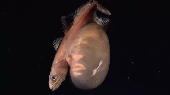 This Fish Is the Kobayashi of the Sea