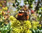 Pollinating insects flock to plants gardeners might think of as ‘weeds’