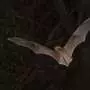Africa's bats could survive climate change—if they can find somewhere to live