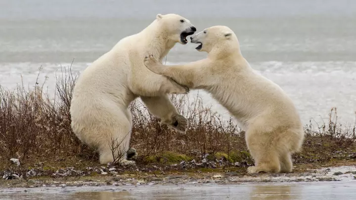 AI-powered 'doorbell cameras' tested to alert people to approaching polar bears