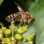 Ivy bees fight back against honeybees that drive other pollinators off flowers