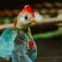 Guatemala gains its first endemic bird in American Ornithological Society's 67th supplement
