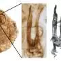 New fossil scans challenge insect flight timeline, suggesting origins up to 80 million years later