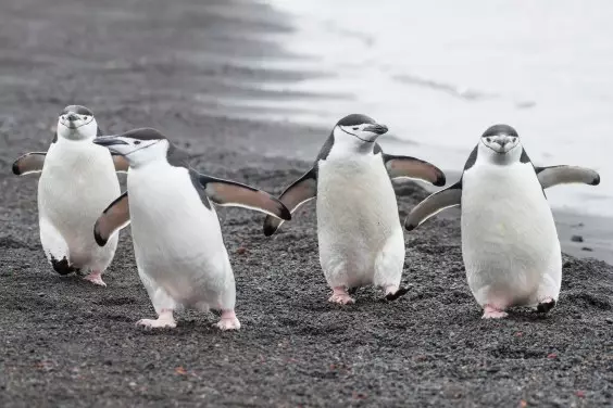The World’s Largest Penguin Colony Suffers Catastrophic Loss