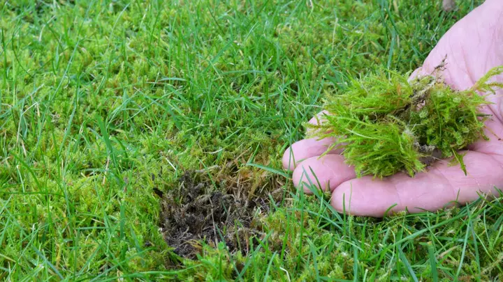 Raking Out Lawn Moss Won't Fix the Problem. Here's What Actually Works