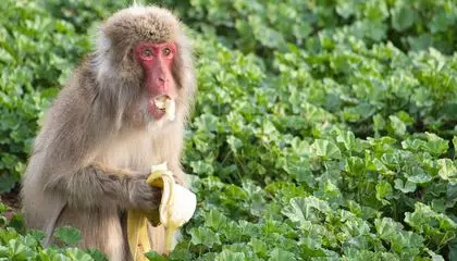 Some Monkeys Seem to Become Germophobic After Living Through a Disease Outbreak, Just Like Humans
