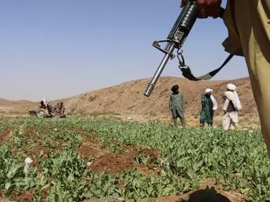 UN reports a sharp rise in Afghanistan poppy cultivation despite a Taliban ban