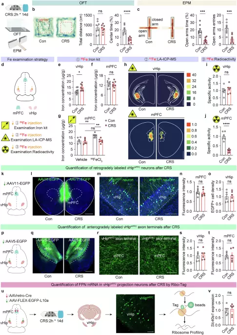 Rescuing anxiety by targeting the neuronal-astrocytic iron signaling axis in male mice