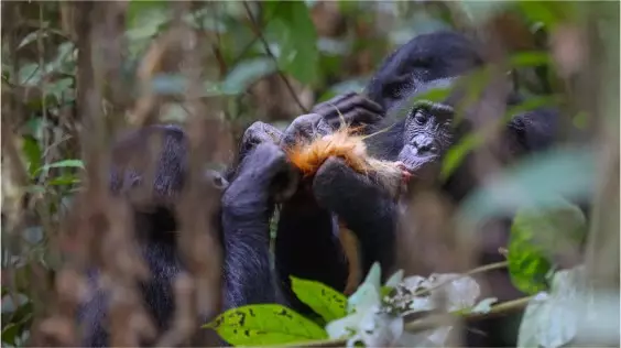 Hunting is for Girls—at Least Among Bonobos