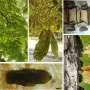 Before leaf miner damage shows, horse chestnut leaves alter how they function