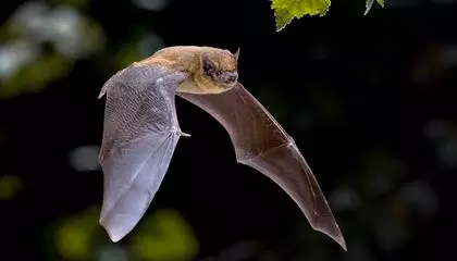 Bats Thrive in a Messy, Noisy World. These Four Discoveries Reveal How They Can Listen and Chatter Through the Din