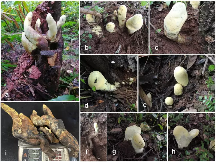 Scientists discover 'D-rex', a giant fungus from Chinese forests whose unique lineage dates back 65 million years