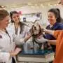 Keeping one eye open: Veterinarian applies unique treatment to preserve dog's eyesight