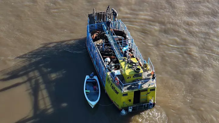 Argentina farmers evacuate cattle by boat as El Nino escalates