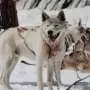 The stubby legs of ancient sled dogs helped people traverse the Arctic for the past 9,000 years
