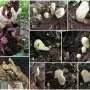 Scientists discover 'D-rex', a giant fungus from Chinese forests whose unique lineage dates back 65 million years