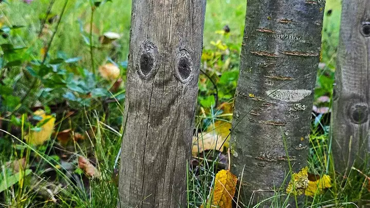 The power of pareidolia
