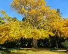 ‘Backdrop for countless local love stories’: Geelong gingko named Victorian tree of the year