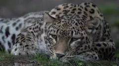 Dutch zookeeper dies after being mauled in leopard enclosure