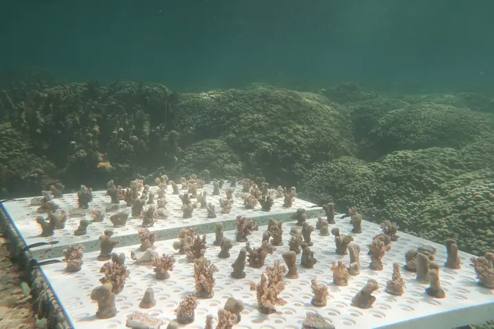 Hawaiian coral tests reveal heat tolerance varies by species and location