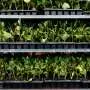Time to tap into agriculture's hidden genetic potential