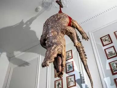 At a new Amsterdam museum, humans are caged as dead animals hang and roam around them