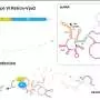 Newly discovered antiviral system in bacteria is 'strangest of its kind'