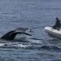 Unusual whale sightings around Australia may signal changing ocean conditions