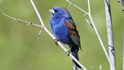 Birds in Their Pants: Two Men Accused of Smuggling 21 Avians After Miami Airport Bust