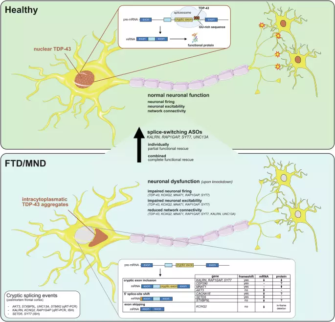 From cryptic exons to neuronal dysfunction: combinatorial antisense makes sense in TAR DNA-binding protein-43 (TDP-43) pathology