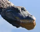 Florida fisher dragged into water and killed by 12ft alligator