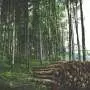 Habitat explains Finnish animal distributions better than climate, study finds
