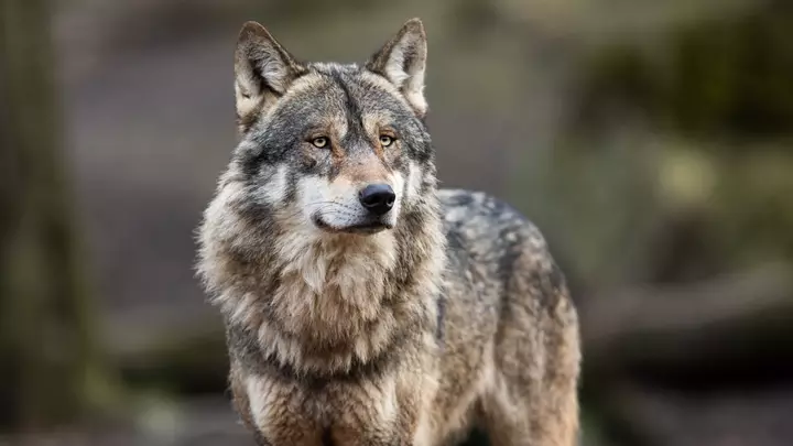 Alman vəhşi təbiət parkında qurd hücumunda qız ciddi şəkildə yaralandı