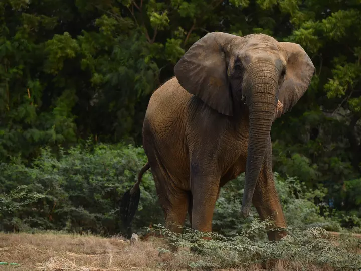 Keeping Madhubala alive: The fight for Karachi’s captive elephants
