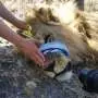 Lion droppings yield previously unknown microbial species, exposing hidden diversity inside Africa's big cats