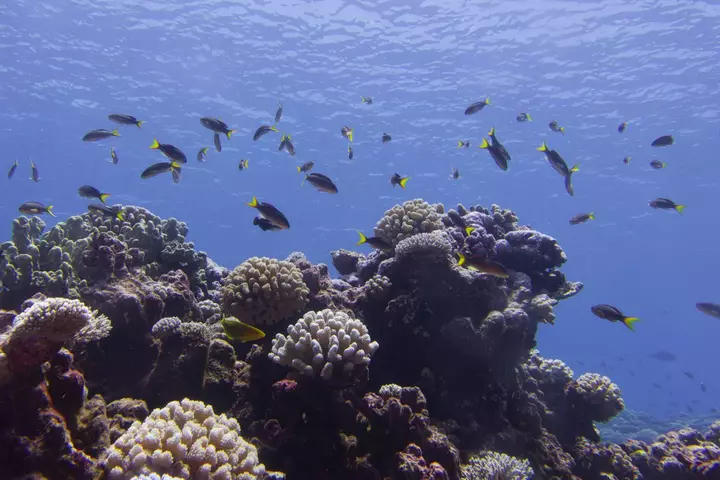 All tropical coral reefs could collapse within 50 years
