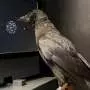 Crows make decisions twice as fast as humans and monkeys